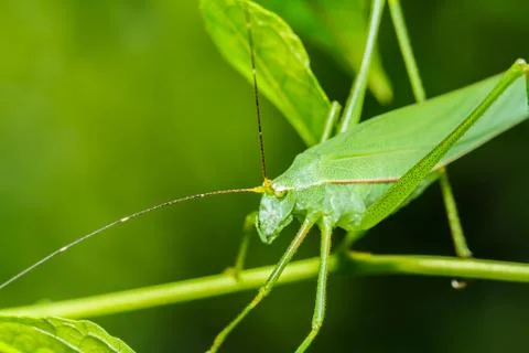 Strange grasshopper Stock Photos