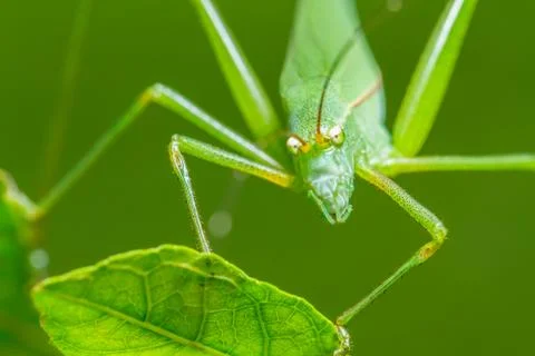 Strange grasshopper Stockfoto's