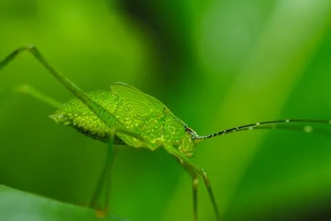 Strange grasshopper Fotos Stock