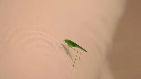 Strange green insect. Mallorca Stock Footage 76033437