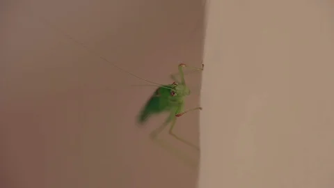 Strange green insect. Mallorca Stock Footage 76033521