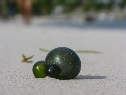Strange green unknown object cast ashore by the ocean Stock Photos