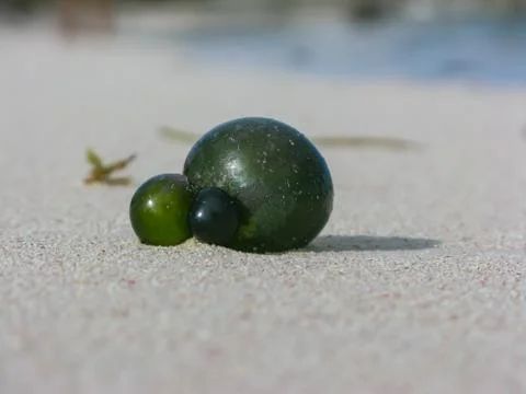 Strange green unknown object cast ashore by the ocean Foto stock