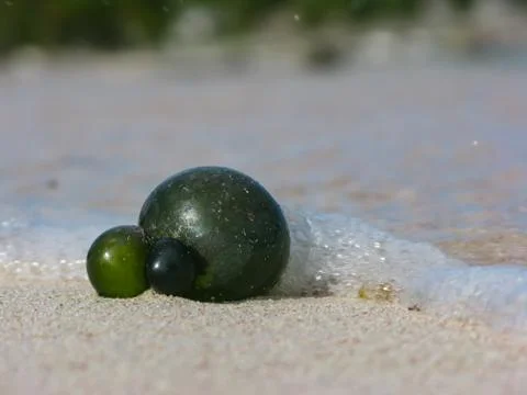 Strange green unknown object cast ashore by the ocean Stock Photos