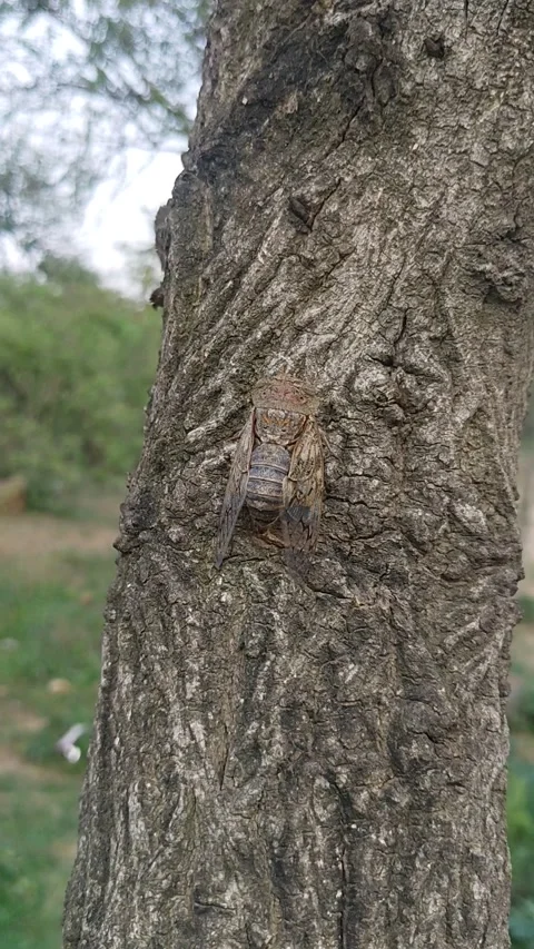 A Strange Insect. Stock Footage 132974329