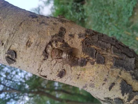 A Strange Insect. Stock Photos
