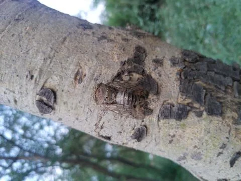 A Strange Insect. Stock Photos