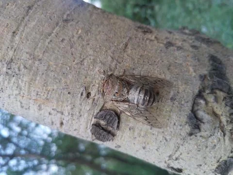 A Strange Insect. Stock Photos