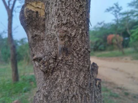 A Strange Insect. Stock Photos
