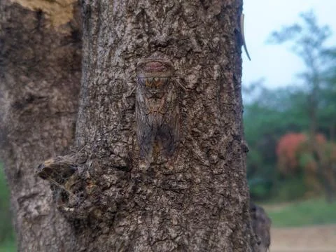 A Strange Insect. Stock Photos
