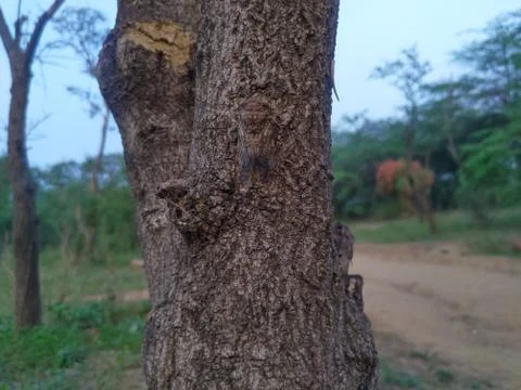 A Strange Insect. Stock Photos