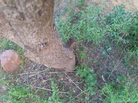A Strange Insect. Stock Photos