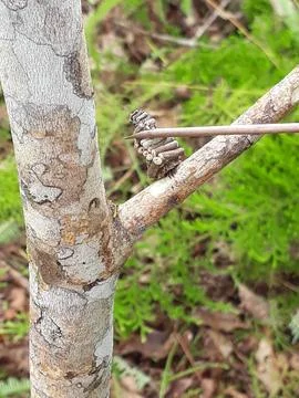 Strange insect 库存照片