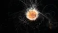 Strange Jellyfish Floats In Dark Water HD Footage