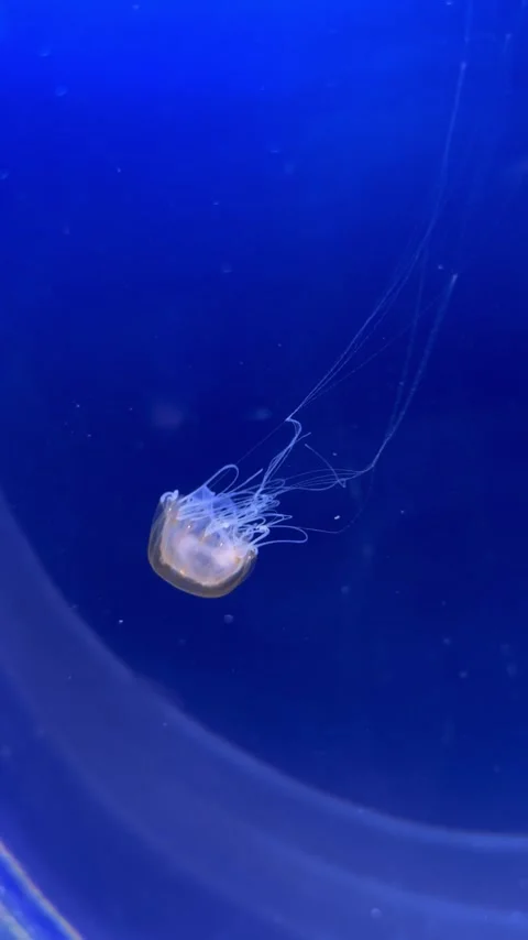 A strange jellyfish with long tentacles Stock Footage 304611517