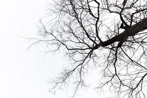 Strange looking dead trees in a pure background Stock Photos