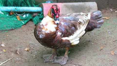 Strange Looking Muscovy Duck Facing Camera Against Lush Tropical Farm Thailan Stock Footage 345699346