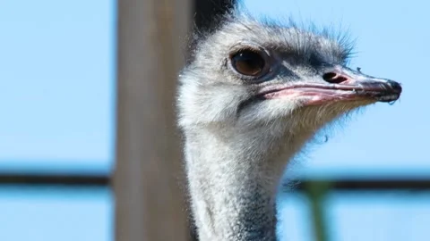 A strange-looking Ostrich Head in close-up 스톡 동영상 263305151