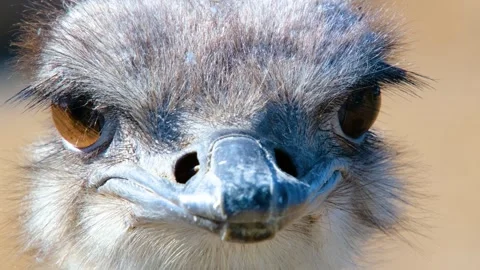 A strange-looking Ostrich Head in close-up 스톡 동영상 263305575