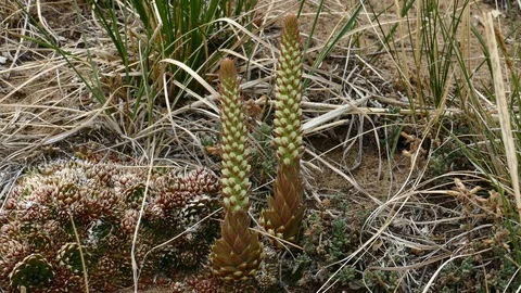 Strange looking like pinecone plants in the Mongolian steppe. Stock Footage 89677300