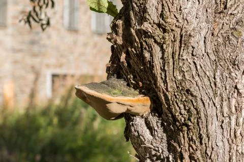 Strange mushroom Stock Photos