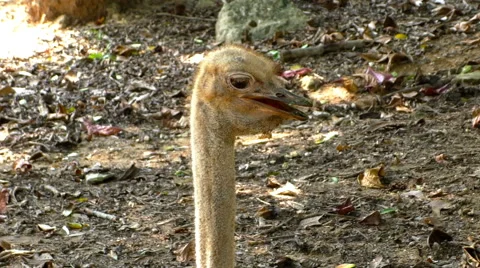 Strange Ostrich head Stock Footage 68690116