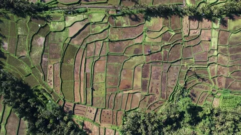 Strange pattern of harvested rice fields, top-down panning aerial shot Stock Footage 201325532