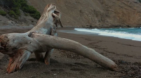 Strange piece of drift wood Stock Footage 43386703