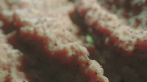 Strange pink alien organism, visual loop. Abstract organic animation. Stock Footage 157443690