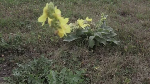 Strange plant 動画素材 81142625