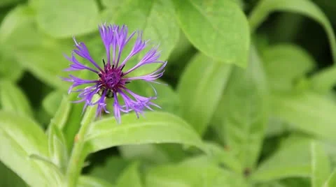 Strange Purple Flower Vídeo Stock 11017612