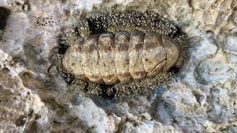 Strange scary sea creatures live on sea rocks. Stock Footage 237400959