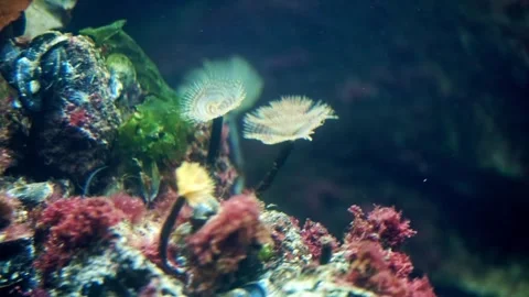Strange sea creatures growing on the ocean floor Stock Footage 333773807
