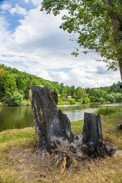 Strange shape of a tree struck by lightning on the island Zadni Treban. Czech Stock Photos