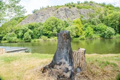 Strange shape of a tree struck by lightning on the island Zadni Treban. Czech Stock Photos