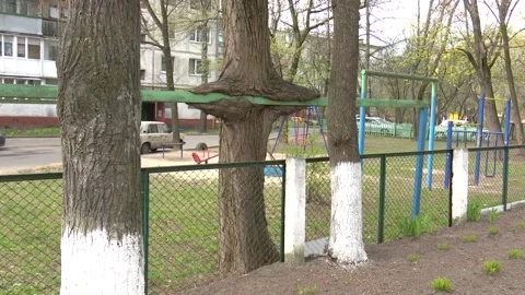 Strange shaped trees big beautiful tree of unusual shape Stock Footage 158399951