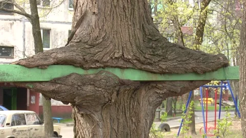 Strange shaped trees big beautiful tree of unusual shape Stock Footage 158400170