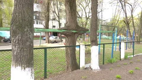 Strange shaped trees Stock Footage 158400019