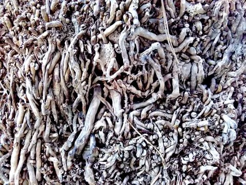 Strange shapes in the tree bark Stock Photos