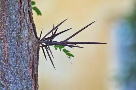 Strange sharp plant close view Stock Photos