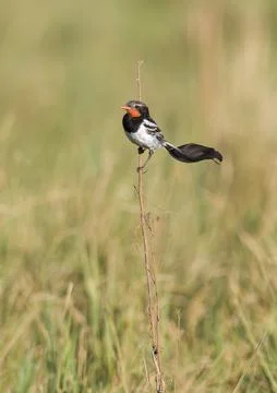 Strange tailed Tyrant, Alectrurus risora,.Ibera Marshes,  Argentina Stock Photos