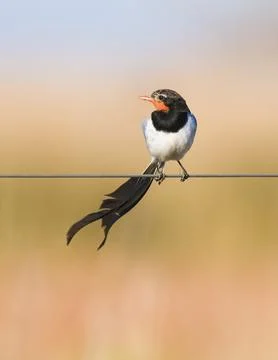 Strange tailed Tyrant, Alectrurus risora,.Ibera Marshes,  Argentina Stock Photos