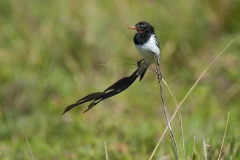 Strange tailed Tyrant, Ibera Marsh National Park, Corrientes, Argentina. Stock Photos