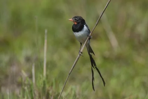 Strange tailed Tyrant, Ibera Marsh National Park, Corrientes, Argentina. Stock Photos
