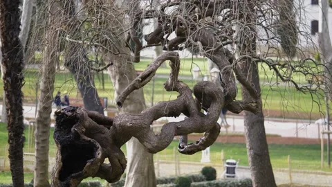 Strange Tree Closeup Stock Footage 169387239