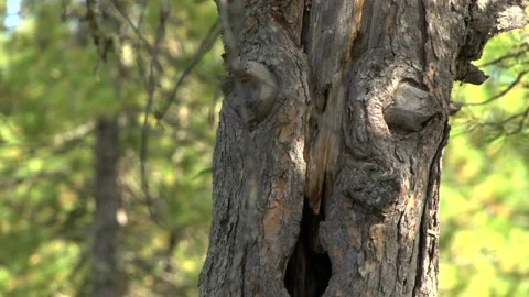 Strange tree Stock Footage 170059237