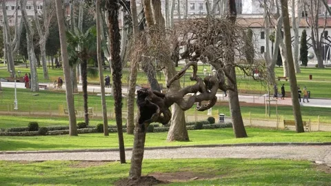 Strange Tree in the Gulhane Park Stock Footage 169386940