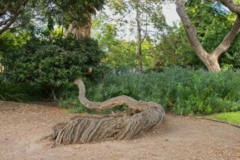 Strange tree with its trunk snaking along the ground, La Brea Tar Pits. Stock Photos