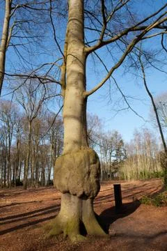 Strange tree Stock Photos