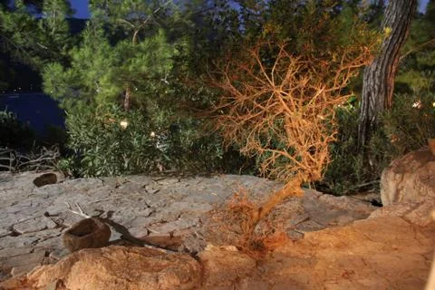 Strange tree Stock Photos